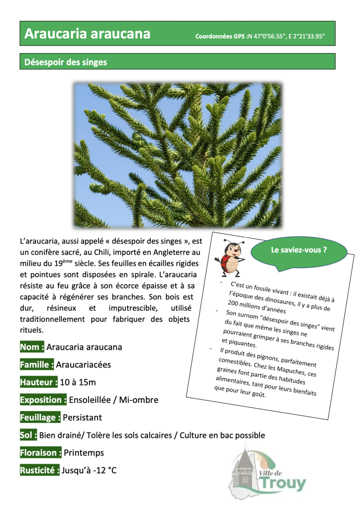 Araucaria araucana