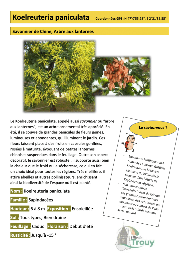 Koelreuteria paniculata