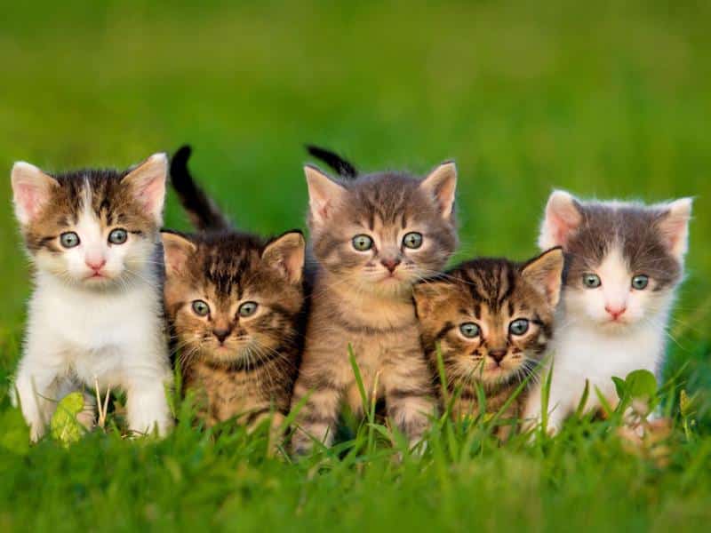 chats
